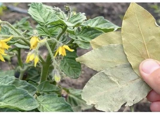 Nikad ne uzgajajte paradajz, krastavce, paprike bez toga! HITNO IM DAJTE NA LJETO!