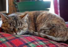 Nevjerovatno, ali istinito: Mačka prepoznaje bolesti i pomaže ti da ozdraviš!