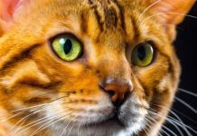 OSOBE koje imaju mačku su sretnije – Evo ZAŠTO je mačka savršen kućni ljubimac