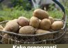 Kako prepoznati krompir pun otrova? Obratite pažnju na ovaj detalj, može vam spasiti život