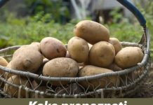 Kako prepoznati krompir pun otrova? Obratite pažnju na ovaj detalj, može vam spasiti život