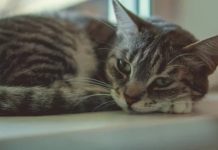 Siromašna stara dama nije puštala nikoga u svoj dom 26 godina. Nisam znala zašto… sve dok sama nisam ušla.