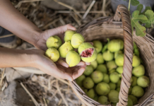 Nije samo orah u pitanju: Naši stari nikad nisu sadili smokvu blizu kuće, evo i zbog čega