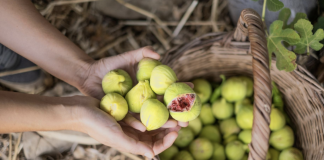 Nije samo orah u pitanju: Naši stari nikad nisu sadili smokvu blizu kuće, evo i zbog čega