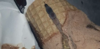 Nikada ne bih pomislio da ću pronaći ovo u svom omiljenom sladoledu!