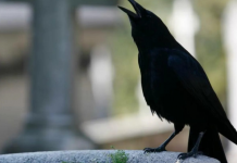 7 SIGNALA KOJE PREMINULE OSOBE ŠALJU: Poznati medijum tvrdi da je ovo ZNAK da su tu i da žele nešto da nam poruče