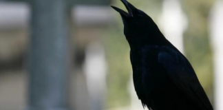 7 SIGNALA KOJE PREMINULE OSOBE ŠALJU: Poznati medijum tvrdi da je ovo ZNAK da su tu i da žele nešto da nam poruče