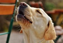 Zašto psi laju na neke ljude, a na neke neće? Konačno otkriven razlog, PSI VIDE NEŠTO ŠTO LJUDI NE MOGU