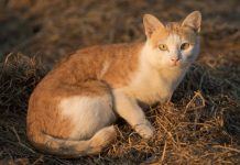 Mačke ne griješe kada su ljudi u pitanju: NIKADA NEĆE ZAVOLJETI OVAKVOGA ČOVJEKA