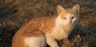 Mačke ne griješe kada su ljudi u pitanju: NIKADA NEĆE ZAVOLJETI OVAKVOGA ČOVJEKA