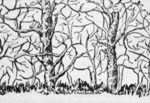 Prva životinja koju vidite na ilustraciji otkriće vam apsolutno sve o vašoj ličnosti i to bez greške