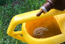 Samo NEKOLIKO kapi ubija plamenjaču paradajza: Više cvjeta, plodovi brže sazrijevaju