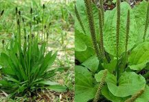 Raste u svakom dvorištu, a malo ko zna koliko je ljekovita