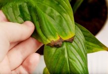 Biljka koju skoro svi imamo u kući krije problem: Rešenje je lakše nego što mislite