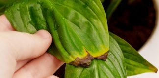 Biljka koju skoro svi imamo u kući krije problem: Rešenje je lakše nego što mislite