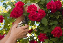 Jednostavan trik baštovana za trostruko cvetanje ruža od leta do kasne jeseni: 1 navika sve menja