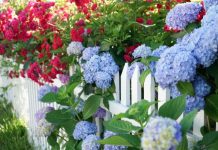 Da li želite da hortenzije cvjetaju u ogromnim cvjetovima? Zakopajte ovo ispod svake biljke u martu, ništa više!