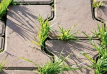 Korov se iznova i iznova pojavljuje između ploča – isproban i provjeren način da ga se riješite