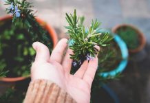 Ljudi su počeli stavljati ružmarin u staklenku s rižom: Navodno pomaže s velikim problemom