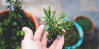 Ljudi su počeli stavljati ružmarin u staklenku s rižom: Navodno pomaže s velikim problemom