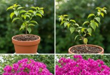 Kako napraviti prelijep bonsai od bugenvilije: Detaljan vodič korak po korak