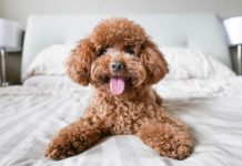 Psi koji se ne linjaju i ne smrde: Popis najboljih pasmina s kojima ćete imati čišći dom