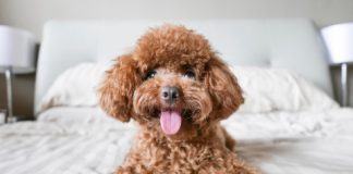 Psi koji se ne linjaju i ne smrde: Popis najboljih pasmina s kojima ćete imati čišći dom