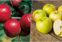 Dr Perišić: “Narode, JEDITE OVO BOŽJE VOĆE i ne brinite za zdravlje”