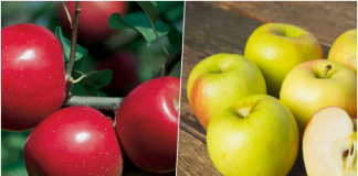 Dr Perišić: “Narode, JEDITE OVO BOŽJE VOĆE i ne brinite za zdravlje”