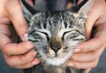 Pet dokaza da te tvoja mačka zaista voli: Broj 1 će otopiti i najtvrđe srce