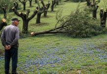 Komšija mi je posjekao voćnjak i UNIŠTIO 20 GODINA TRUDA ZA JEDNU NOĆ: Ali Draganov odgovor na pragu ga je potpuno SLOMIO!