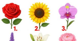 TEST: Koji cvijet vam se najviše dopada? – On otkriva kako vas drugi zapravo vide!