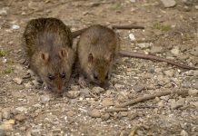 MIŠEVI I PACOVI OD OVOGA BEŽE GLAVOM BEZ OBZIRA! Svi IMATE U KUĆI, dovoljno je SAMO NA VRATA DA STAVITE I NESTAĆE