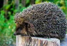 Ako vidite ježa u bašti, to nije slučajnost: Njegov dolazak ima važno značenje, evo i koje