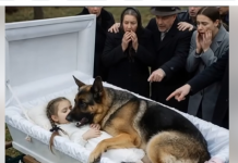 Njemačka ovčarka nije dopuštala nikome da priđe kovčegu male djevojčice.