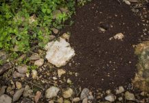Kako da se rešite mrava u dvorištu: Kad mravinjak treba da uklonite, a kad je bolje da ga ostavite na miru
