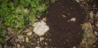 Kako da se rešite mrava u dvorištu: Kad mravinjak treba da uklonite, a kad je bolje da ga ostavite na miru
