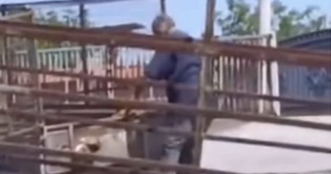 Uhapšen radnik pečenjare zbog ubistva pasa, meso na vještačenju - featured image Uhapšen radnik pečenjare zbog ubistva pasa, meso na vještačenju - featured image