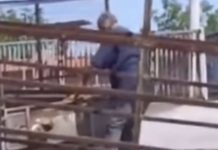 Uhapšen radnik pečenjare zbog ubistva pasa, meso na vještačenju Uhapšen radnik pečenjare zbog ubistva pasa, meso na vještačenju - featured image