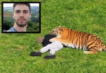 Poznato od čega je preminuo mladić kojeg je napao tigar u zoološkom parku Poznato od čega je preminuo mladić kojeg je napao tigar u zoološkom parku - featured image